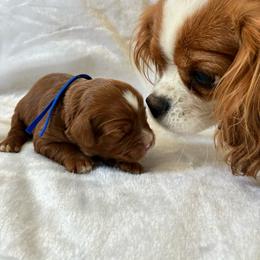 Sky - Red male Cavapoo puppy in Adrian, Oregon from ApplebyFarm