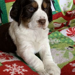 English Springer Spaniel Puppies from Rocky Mountain Springer Spaniels