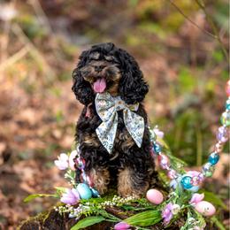 Duchess - Black white and tan female Cockapoo puppy in Deming, Washington from Heavenly Puppies to Love