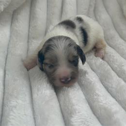 Cole AKC - Dapple male Dachshund puppy in Magnolia, Texas from J&R Macias Dachshunds