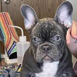 Girl 2 - French Bulldog puppy in 89029, Laughlin, Nv, Nevada from Cat's Custom Frenchies
