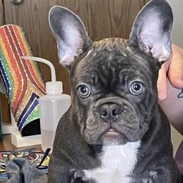 Girl 2 - French Bulldog puppy in 89029, Laughlin, Nv, Nevada from Cat's Custom Frenchies