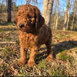 Dark green - Red  male Poodle puppy in Summit, Mississippi from poodles and doodles llc