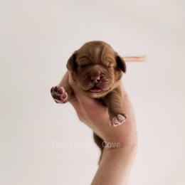 Peach Girl - Caramel female Australian Labradoodle puppy in Syracuse, Indiana from The Doodle Cove