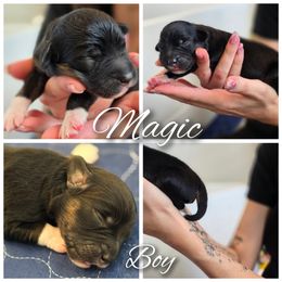 Aussiedoodle, Bordoodle, and Double Doodle Puppies from Ramirez Family Doodles