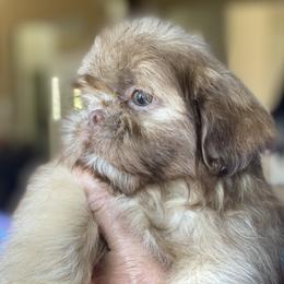 Boy 2 Leo - Chocolate male Shih Tzu puppy in Troy, Michigan from "Shihtzu Best Friend"