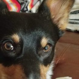 Rusty - American Corgi