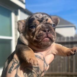 Versace - Tricolors male French Bulldog puppy in Porter, Texas from Red Label Frenchies