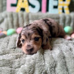 Easton - Dapple male Dachshund puppy in Michigan from M.H.P Dachshunds