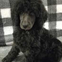 Poodles from Rita's Poodles