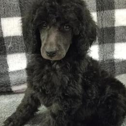 Poodles from Rita's Poodles