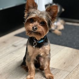 Boomer - Yorkshire Terrier