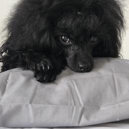 Molly - Poodle