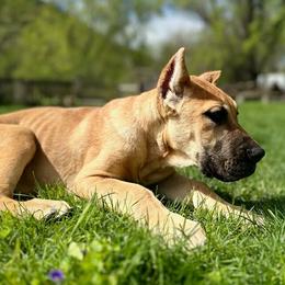Perro de Presa Canario Puppies from Mesquite Creek Kennels