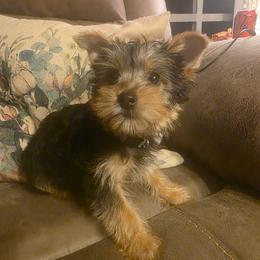 Cupid (Light Blue) - Black and tan male Yorkshire Terrier puppy in Fayetteville, Tennessee from Mina's Yorkies