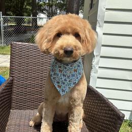 Rubee - Goldendoodle