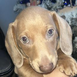 Debo - Fawn (isabella) and tan male Dachshund puppy in Dayton, Ohio from Mrs. Tucks Waggin’ Weenies