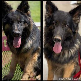 Rina - German Shepherd