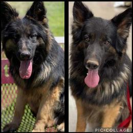 Rina - German Shepherd