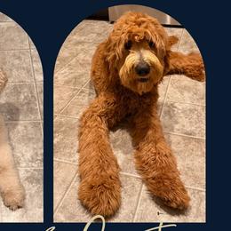 Goldendoodles from M&C Village Goldendoodles