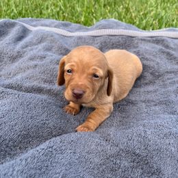 Dolly - Cream Dachshund puppy in Salvisa, Kentucky from Howell’s Hounds