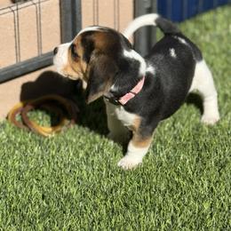 Pink Collar-Nova - Black white and tan female Beagle puppy in Las Vegas, Nevada from Hound Kings