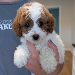 Callie - White female Cavapoo puppy in Lititz, Pennsylvania from Hounds and Doodles