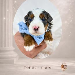 Boy 3 - male Bernedoodle puppy in Canton, Georgia from Teddy Puppies
