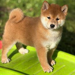 Yoki - Red male Shiba Inu puppy in Neosho, Missouri from Sunny Terrace Shibas