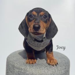 Joey - Black and tan male Dachshund puppy in Royse City, Texas from Truehearted Miniature Dachshunds
