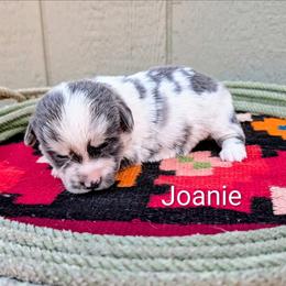 Joanie - Blue merle and white female American Corgi puppy in Shawnee, Oklahoma from Sunray Ranch