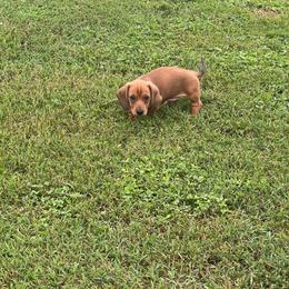 Remington - Sable male Dachshund puppy in Carthage, Missouri from Hounds by Mishelle