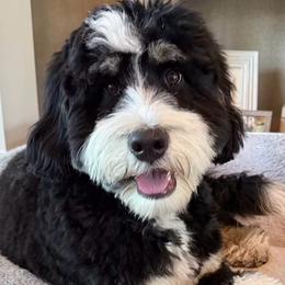 Bodie - Tri-color male Bernedoodle puppy in Hegins, Pennsylvania from Bubbling Springs Doodles, LLC