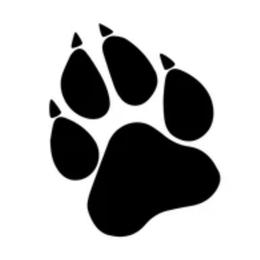 Skye - Siberian Husky