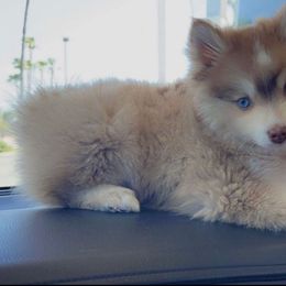 Pomsky Puppies from Pomskies By L&M