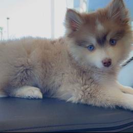 Pomsky Puppies from Pomskies By L&M