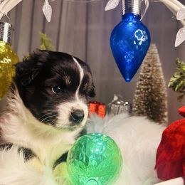 Blossom - Black tri female Miniature Australian Shepherd puppy in Wauchula, Florida from Sun & Moon Aussies