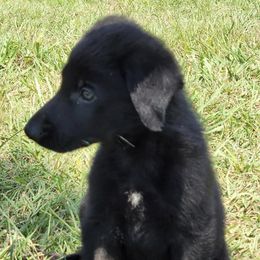 German Shepherd Puppies from Bryan German Shepherds