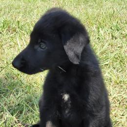 German Shepherd Puppies from Bryan German Shepherds