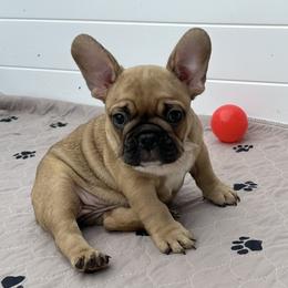 French Bulldog Puppies from Frenchie for you