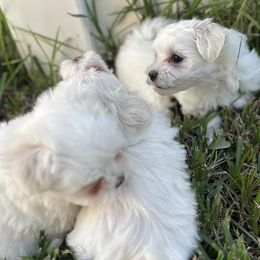 Maltese from Purebred Maltese puppies Florida