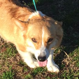 CINDY - Pembroke Welsh Corgi