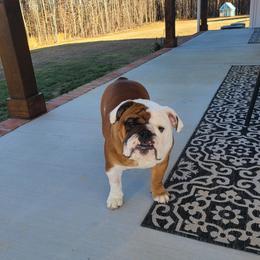 Mabel - Bulldog