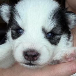 Nacho - Black and white male Pomsky puppy in Mc Minnville, Oregon from West Coast Pomskies
