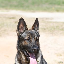 German Shepherds from C6 Ranch & Shepherds