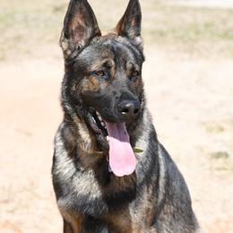 German Shepherds from C6 Ranch & Shepherds