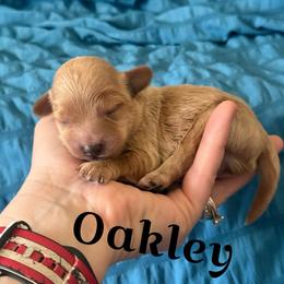 Oakley - Apricot male Cavapoo puppy in Sun City, Arizona from AZ Cavapoos