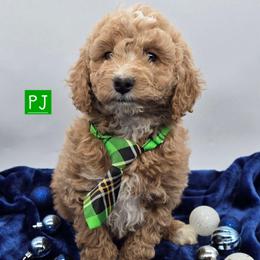 PJ (s) - Apricot male Goldendoodle puppy in Neillsville, Wisconsin from Granton Creek