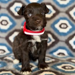 Red Collar boy - Liver male Miniature Schnauzer puppy in Sterling, Idaho from Sterling Schnauzer's