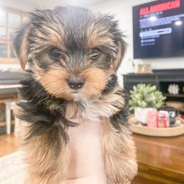 Yorkshire Terrier Puppies from Elaine’s Pup Co.